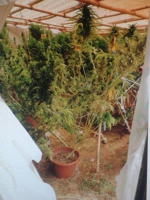 Santadi, coltivava marijuana nel giardino di casa: 40enne in manette