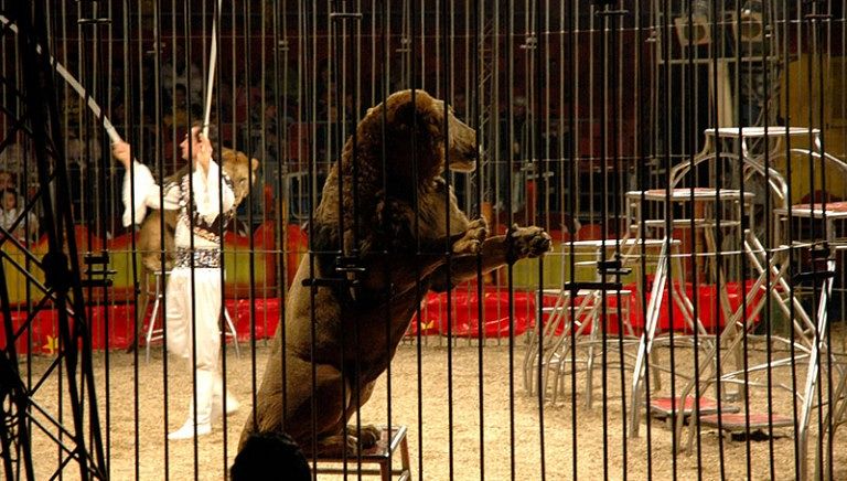 Pula, scontro sul circo Orfei. Medau: sono contraria ma non possiamo vietarlo