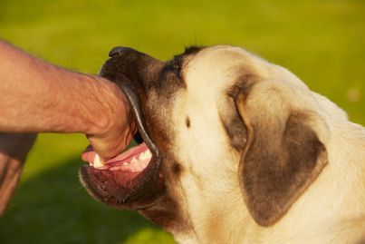 Morso del cane? Secondo i giudici il responsabile è il padrone