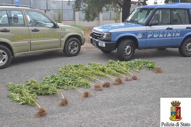 Sardegna, dalla macchia mediterranea spuntano 11 piante di marijuana