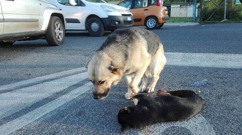 Cane veglia per ore “l’amico” investito: le immagini strazianti