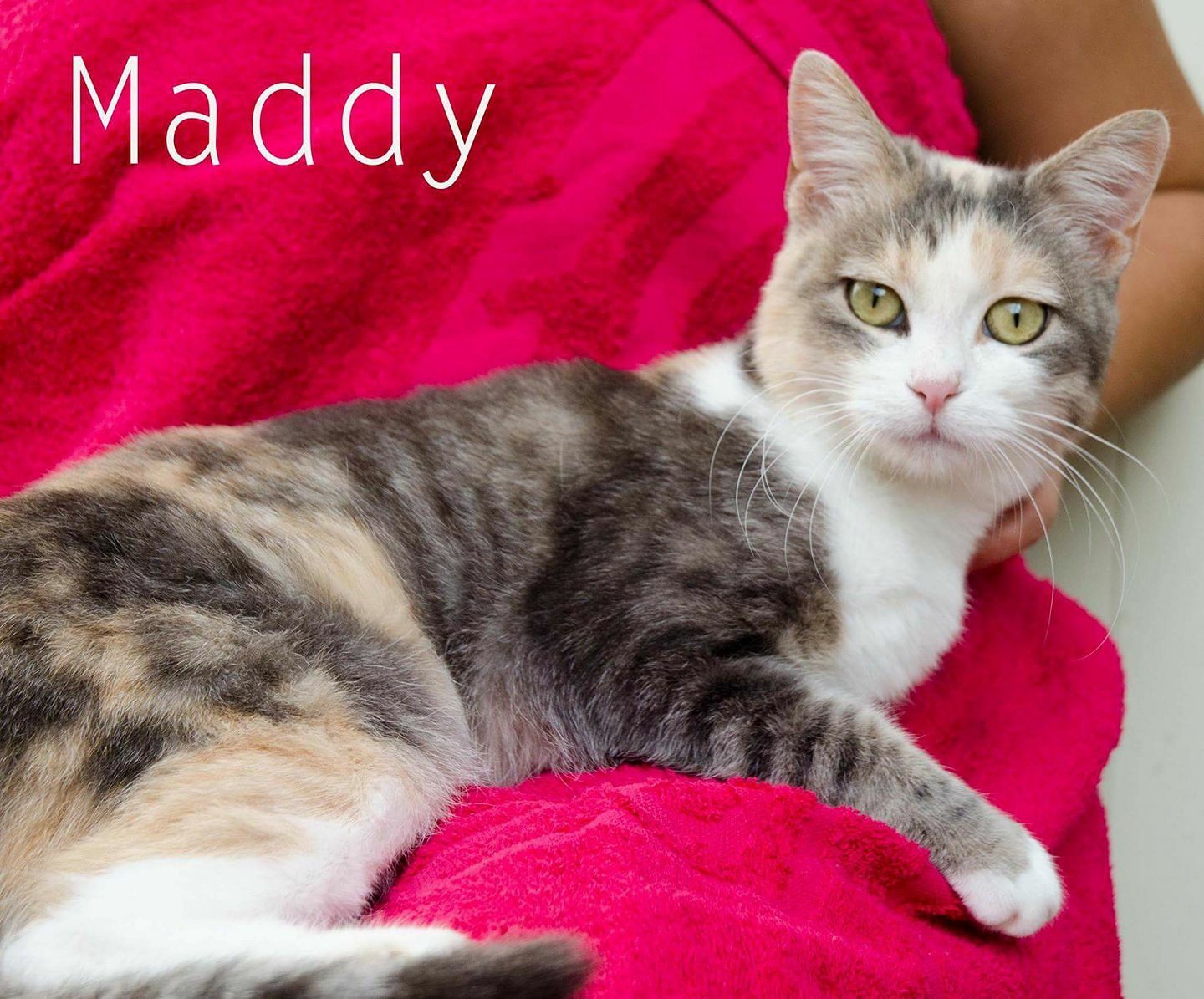 La dolce Maddy si è allontanata da Quartu: SOS per ritrovarla