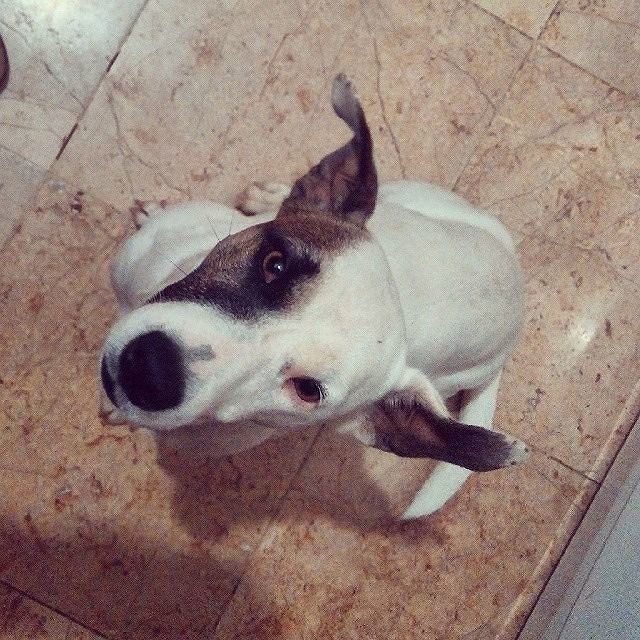 Mille euro per ritrovare Josè, il cagnolino scomparso da Alghero