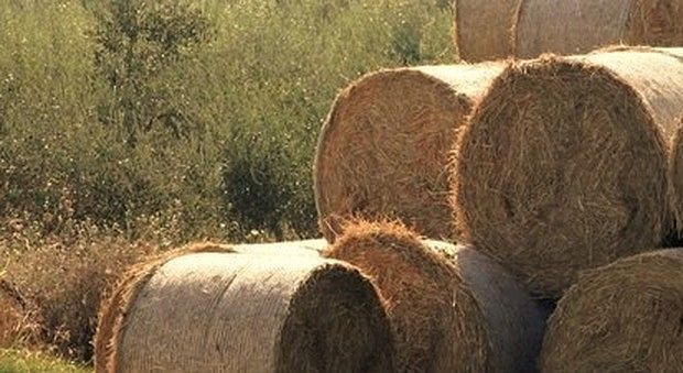 Sassari, travolto dalle balle di fieno: muore un agricoltore di 68 anni