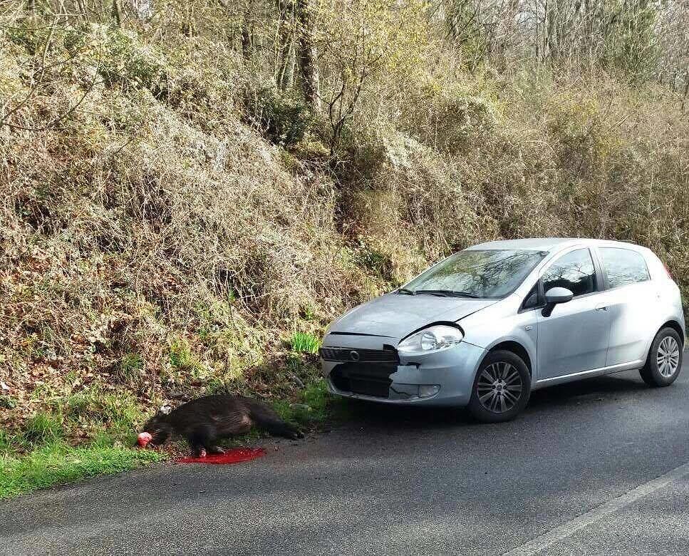 Pericolo cinghiali a Poggio dei Pini: investimenti e incidenti evitati per un soffio