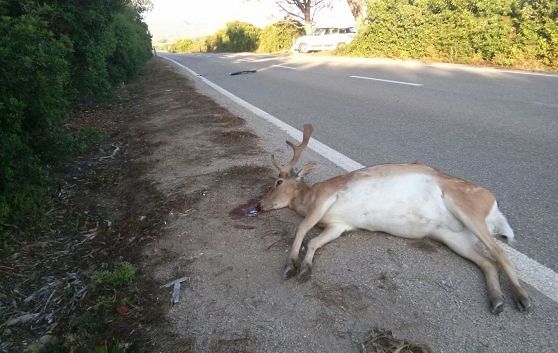 Sarroch, auto investe e uccide un cervo sulla Ss195, “fauna selvatica fuori controllo”