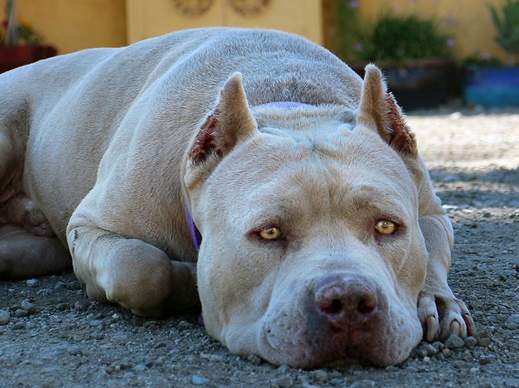 Succede a Cagliari: “Non posso passeggiare in pace. Basta discriminare i pitbull”