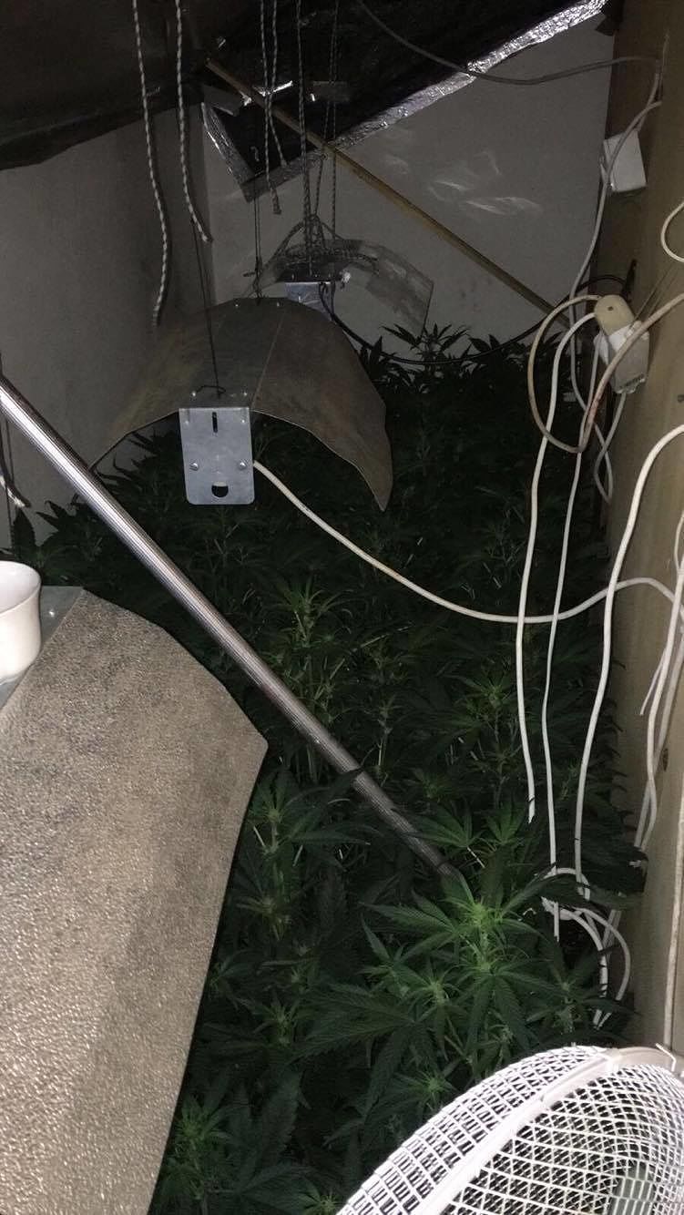 Cagliari, coltivavano marijuana in casa: in manette madre e figlio