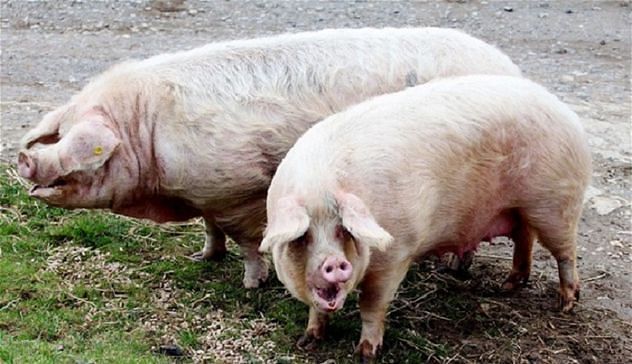 Lotta alla peste suina, azioni di depopolamento oggi in Barbagia e in Ogliastra