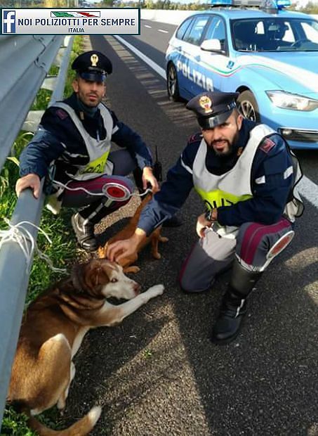 Sardegna, due cagnetti abbandonati e incatenati sulla 131: salvati dalla Polstrada