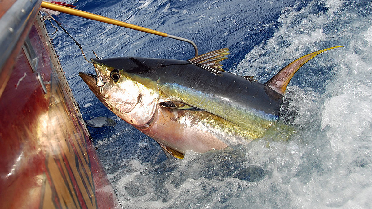 Sardegna, beffa per i pescatori: “Tonno rosso pescato solo da campani e siciliani”