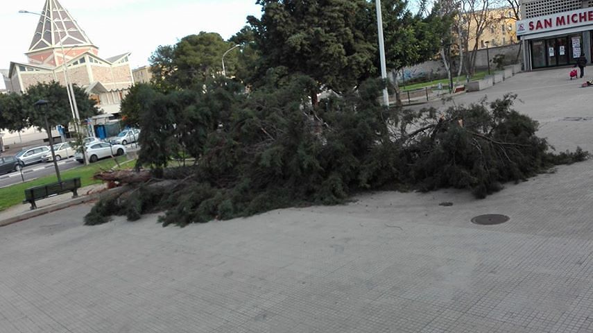 Cagliari, a San Michele crolla l’albero dei ricordi di un’intera generazione