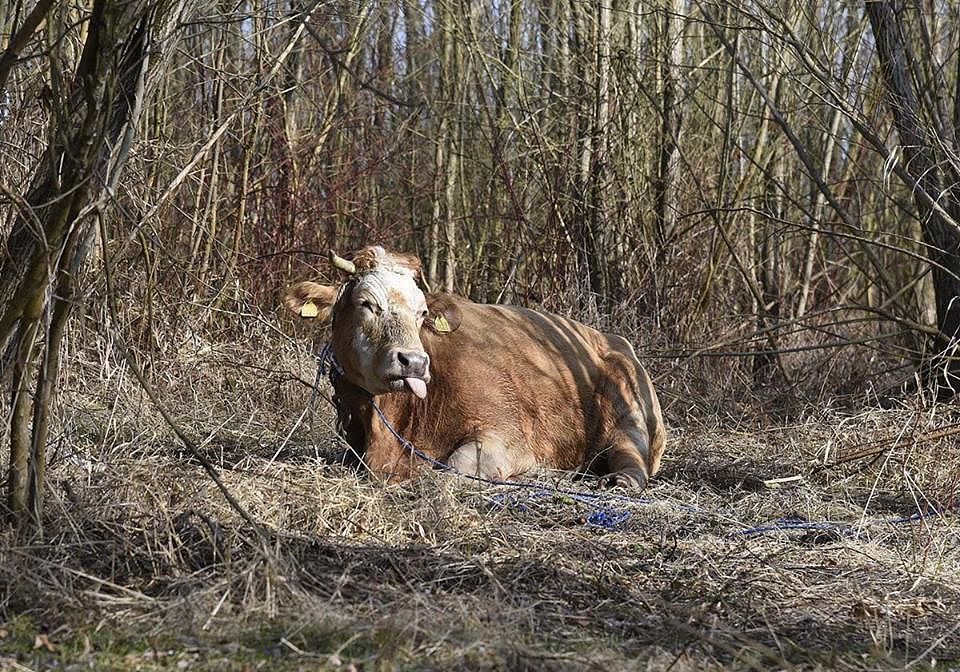 Uccisa la mucca libera: “Cronaca di una morte annunciata dall’uomo”
