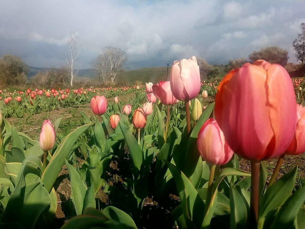 I Tulipani in Sardegna battono anche il freddo e la pioggia: tantissimi visitatori a Turri