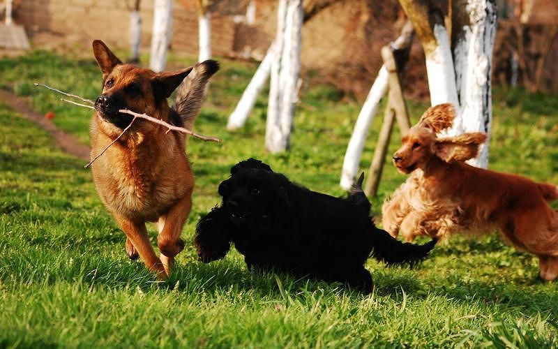 Cagliari, addio via Po: più libertà per gli animali nel nuovo “parco canile”