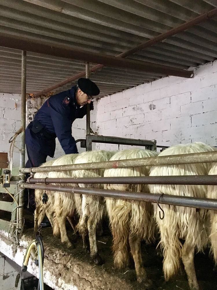 Antibiotici rumeni illegali in un allevamento: sequestrati 290 capi a San Giovanni Suergiu