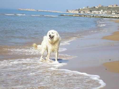 Pastore sardo mozza le orecchie a un cane maremmano: “Così potrà sentire meglio”
