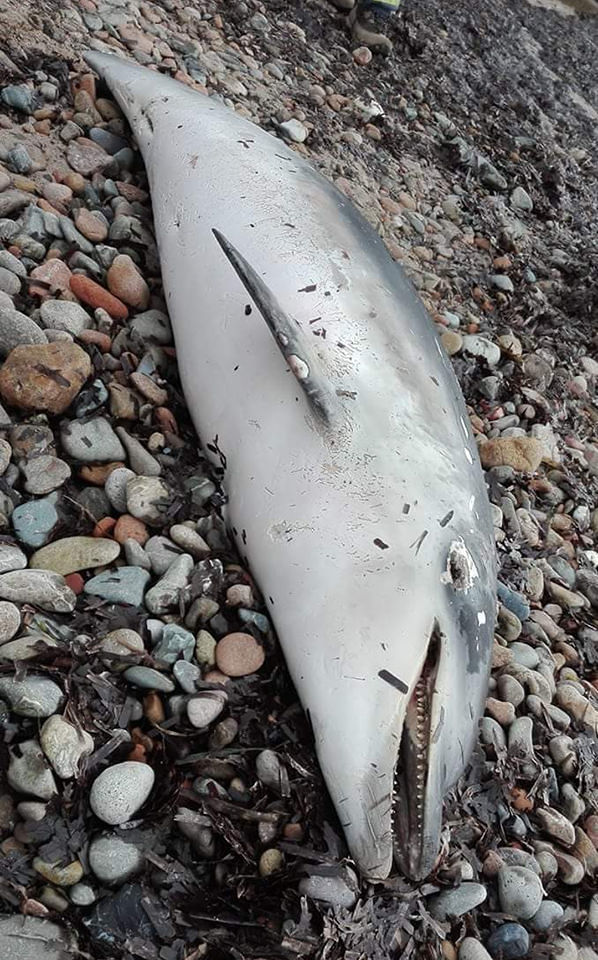 Quartu, triste fine di un delfino: il suo corpo senza vita spiaggiato a S’oru ‘e Mari