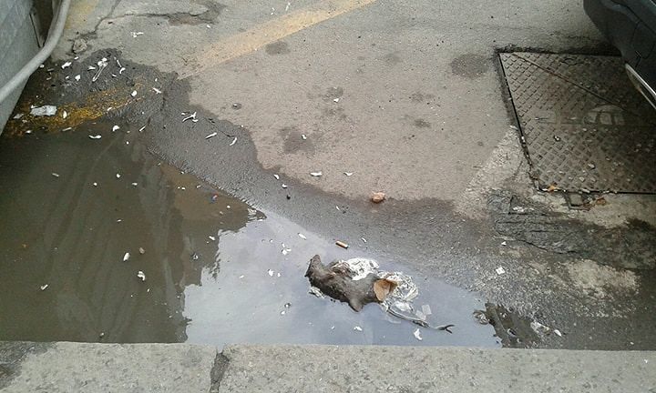Cagliari, emergenza in via Sassari: “Un’invasione di ratti”
