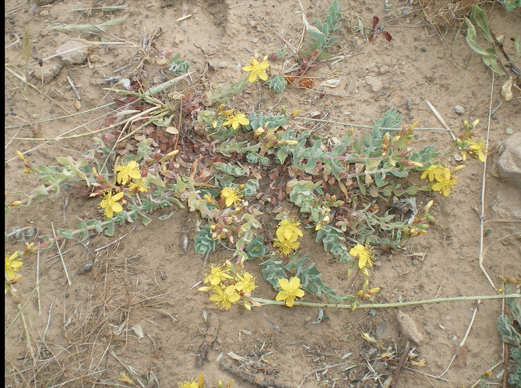 Hypericum scruglii, la pianta sarda blocca la replicazione del virus HIV