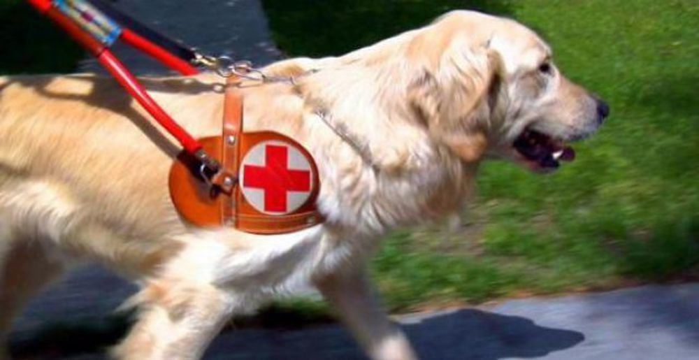 Sardegna, cacciato il cane guida di un cieco: “Porta allergie”, il caso diventa nazionale