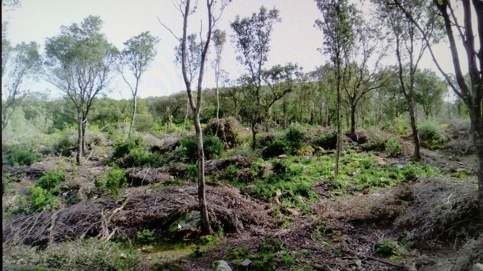 Sardegna, tagli nel bosco di Arenas: “Chi li ha autorizzati?”
