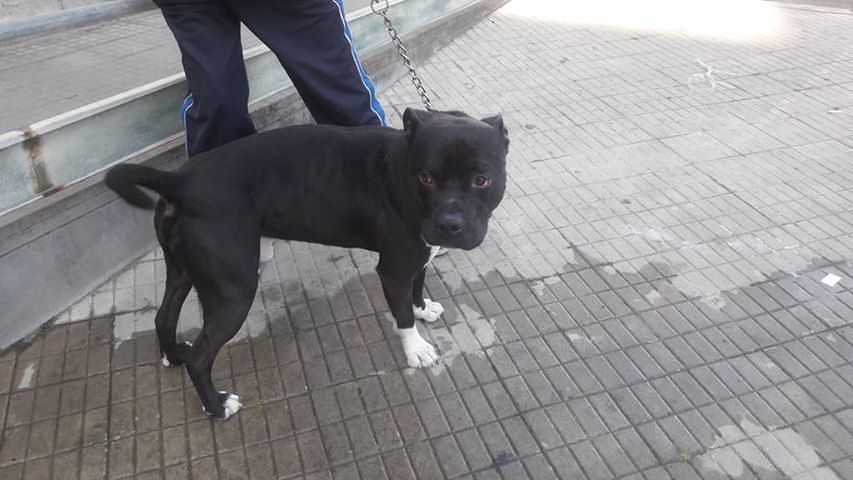 Cagliari, catturato il cane “morsicatore” segnalato nei pressi dell’Arena sant’Elia