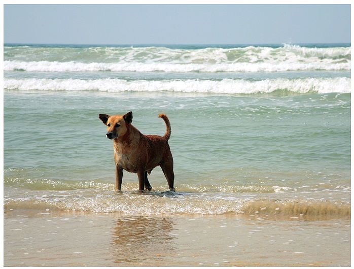 Quartu, polemica in spiaggia: “Un cane ha sbavato sulla maglietta di mio figlio”