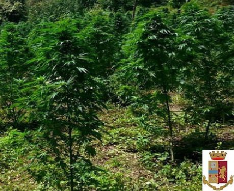 Nuoro, 542 piante di marijuana alle porte della città: decisive le segnalazioni dei cittadini