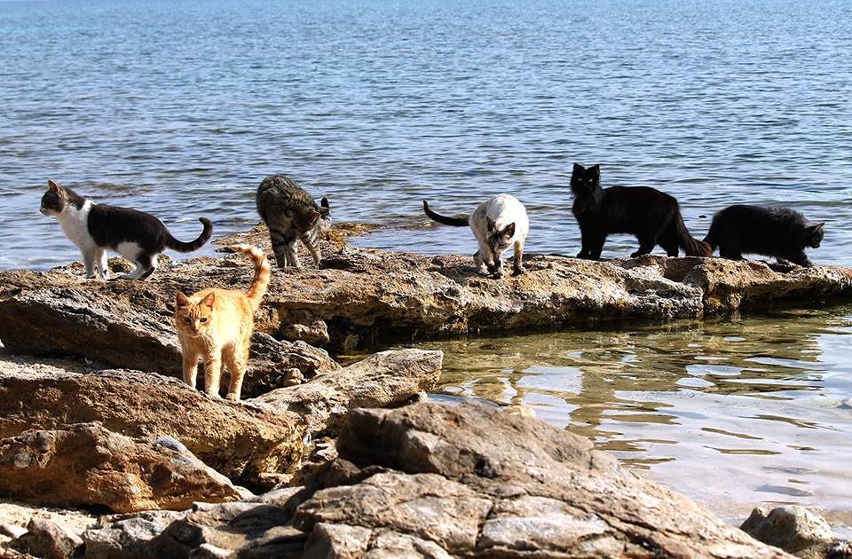Sardegna, certificato di Eccellenza Turistica: i gatti di Su Pallosu fanno tris