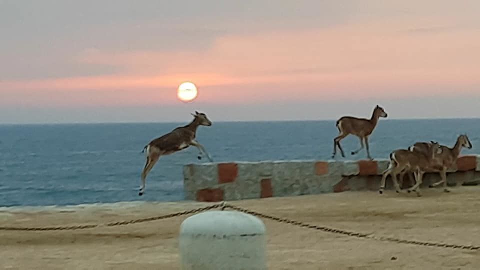 Succede ad Arbatax: il buongiorno all’alba dei mufloni alle Rocce Rosse