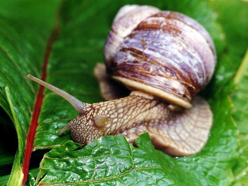 Trova una lumaca dentro la busta dell’insalata