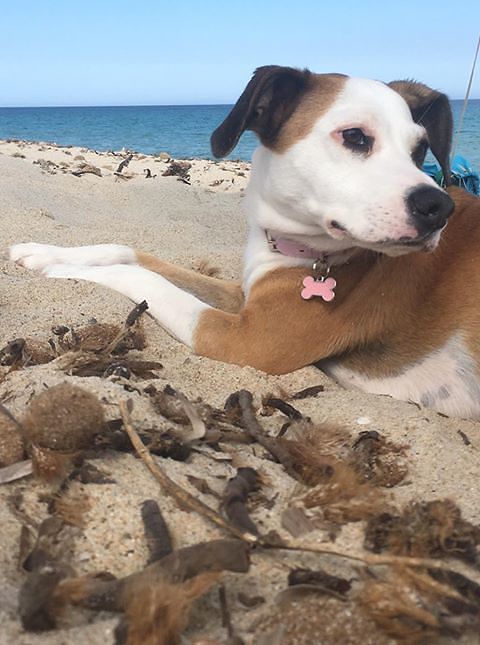 “Bau bau, mi chiamo Crystal e sono stato multato in spiaggia a Piscina Rei: 200 euro senza abbaiare”