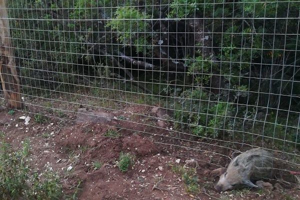Baunei, sorgente recintata e animali assetati: morto un cinghialetto