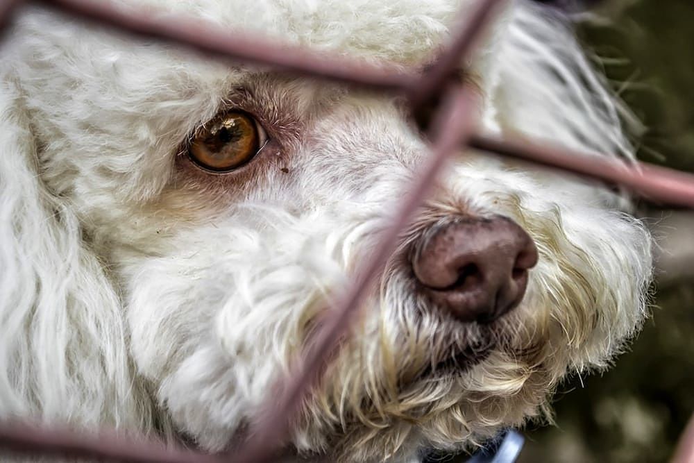 Coda e zampe amputate: cagnolino massacrato e gettato nel bosco