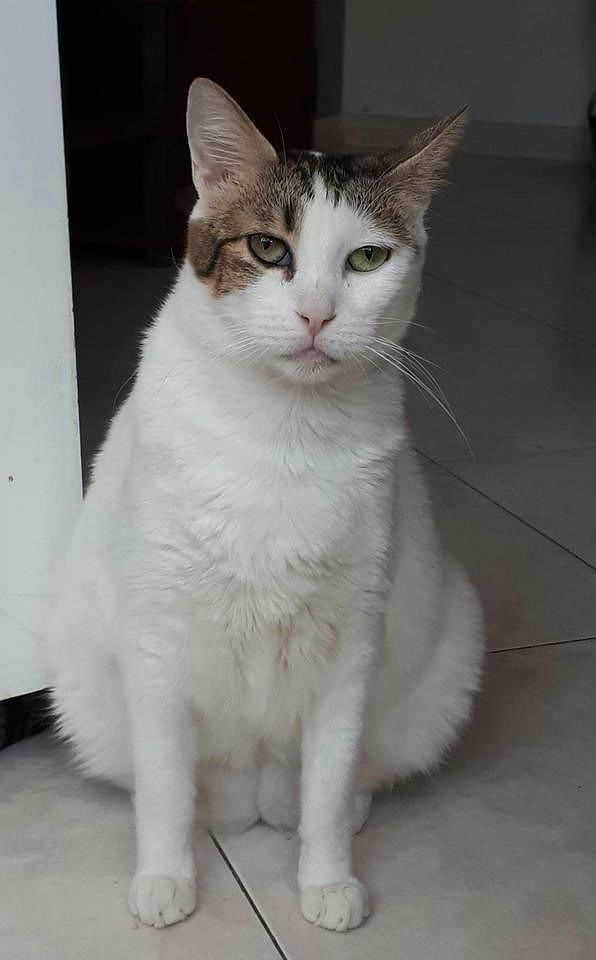 Sestu, Vicky è scomparsa dalla colonia felina: “E’ malata, ha bisogno di cure”