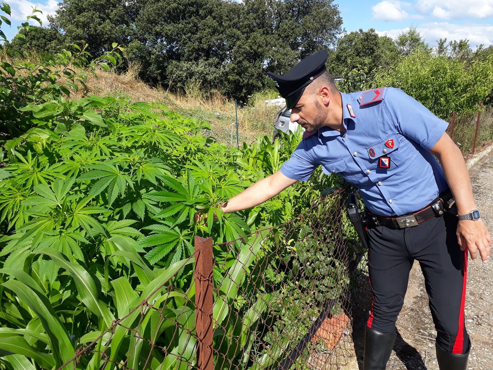 Perdasdefogu, nell’orto di casa 450 piantine di cannabis: “Perché è ancora illegale?”