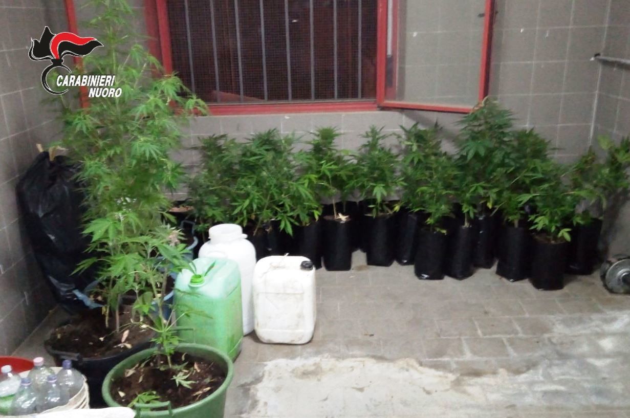 Sorpresi a innaffiare 37 piante di marijuana: due giovani nei guai a Bari Sardo