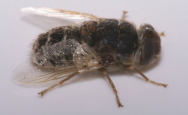 Sardegna, mosca sparalarve colpisce una ragazza: ricoverata con l’occhio pieno di vermi