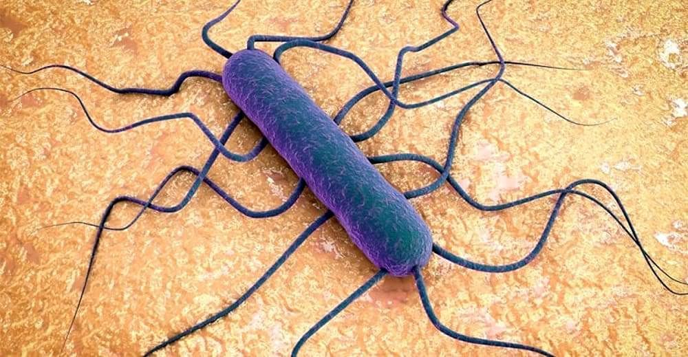 Dopo minestroni, surgelati e prosciutto cotto nuovo caso di Listeria: nella salsa di fegato