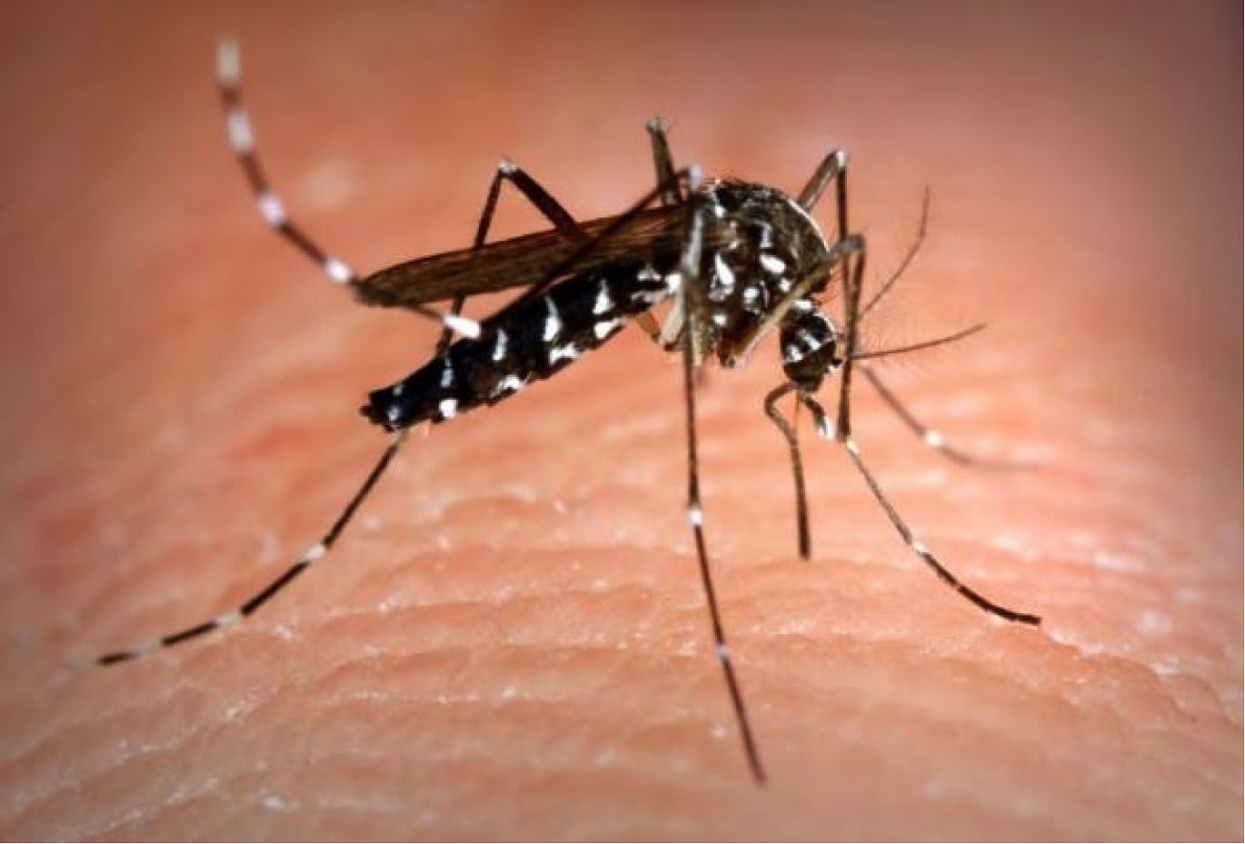 Zanzara tigre, massima allerta in Sardegna