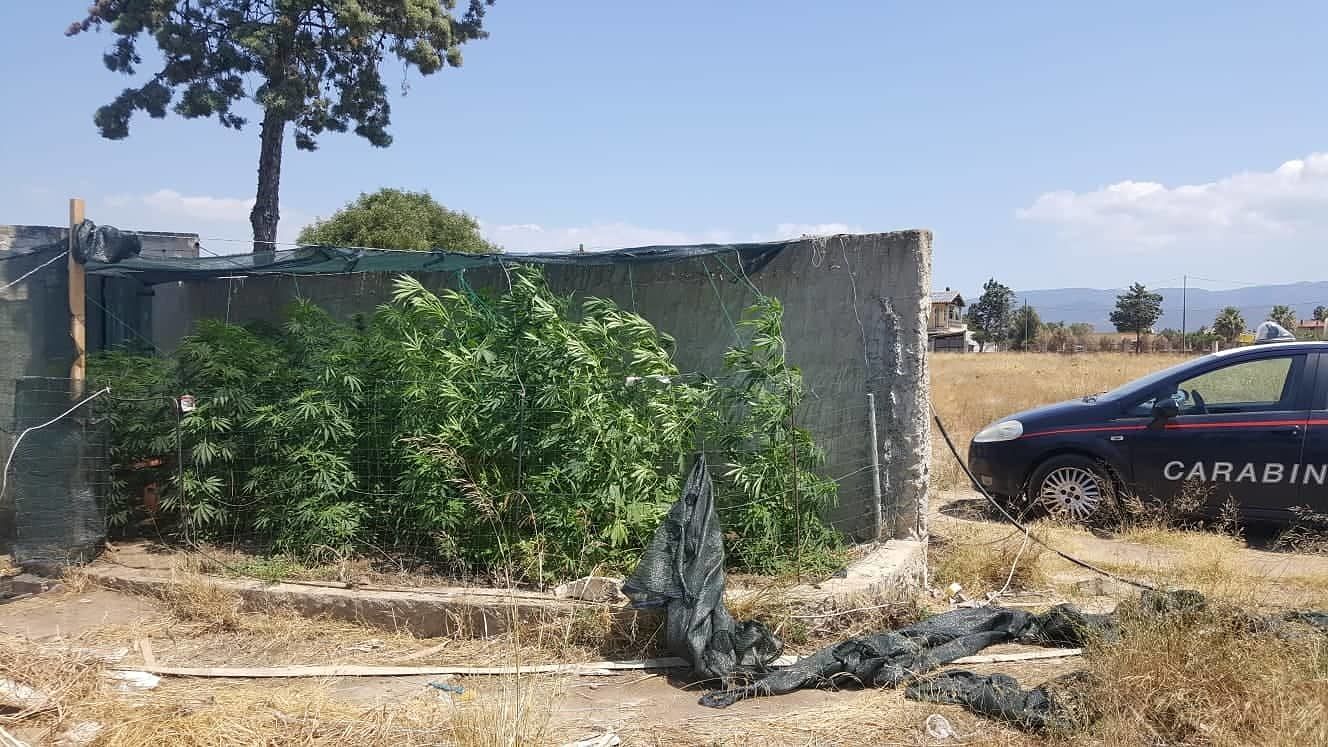Quartu, ruba corrente elettrica al Comune per coltivare marijuana: pensionato ai domiciliari