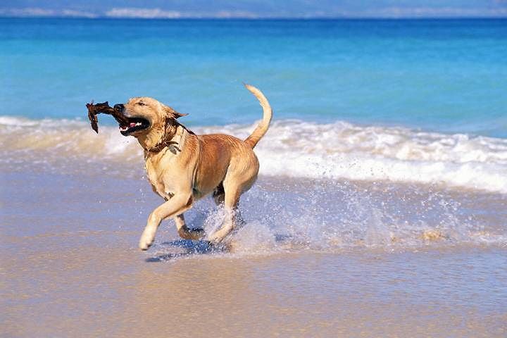 Raffica di multe nelle spiagge sarde per chi va col proprio cane: “Sono illegali”