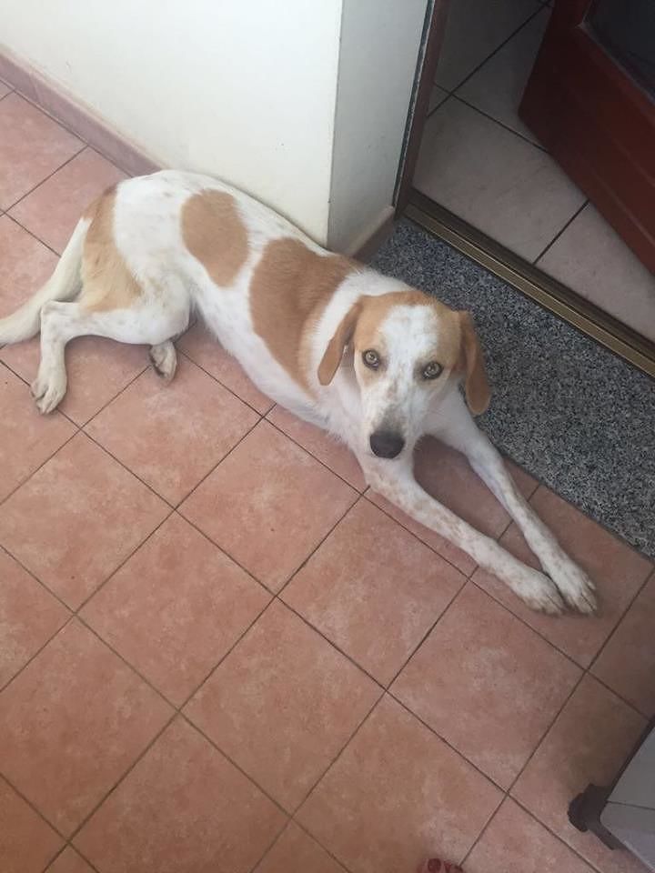 Cagliari, Olivia cerca casa