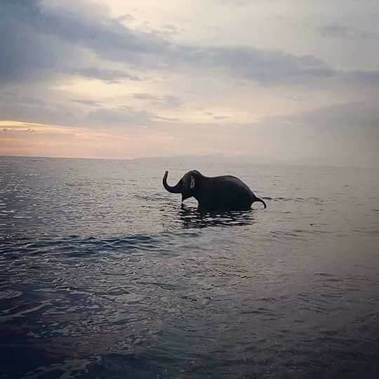 L’infinita tristezza dell’elefante che scappa dal circo e fa il bagno al mare: chi è la bestia?