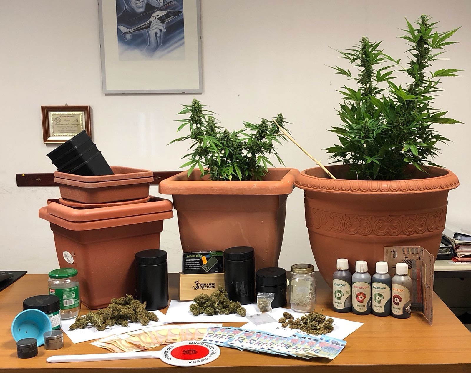 Scoperta una piccola serra di marijuana a Villasimius: un arresto
