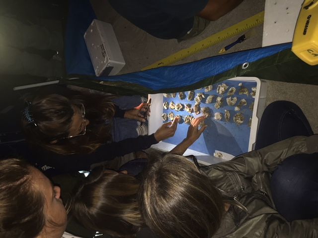 Quartu, la ‘nursery’ del Poetto offre i natali a 119 tartarughe Caretta Caretta
