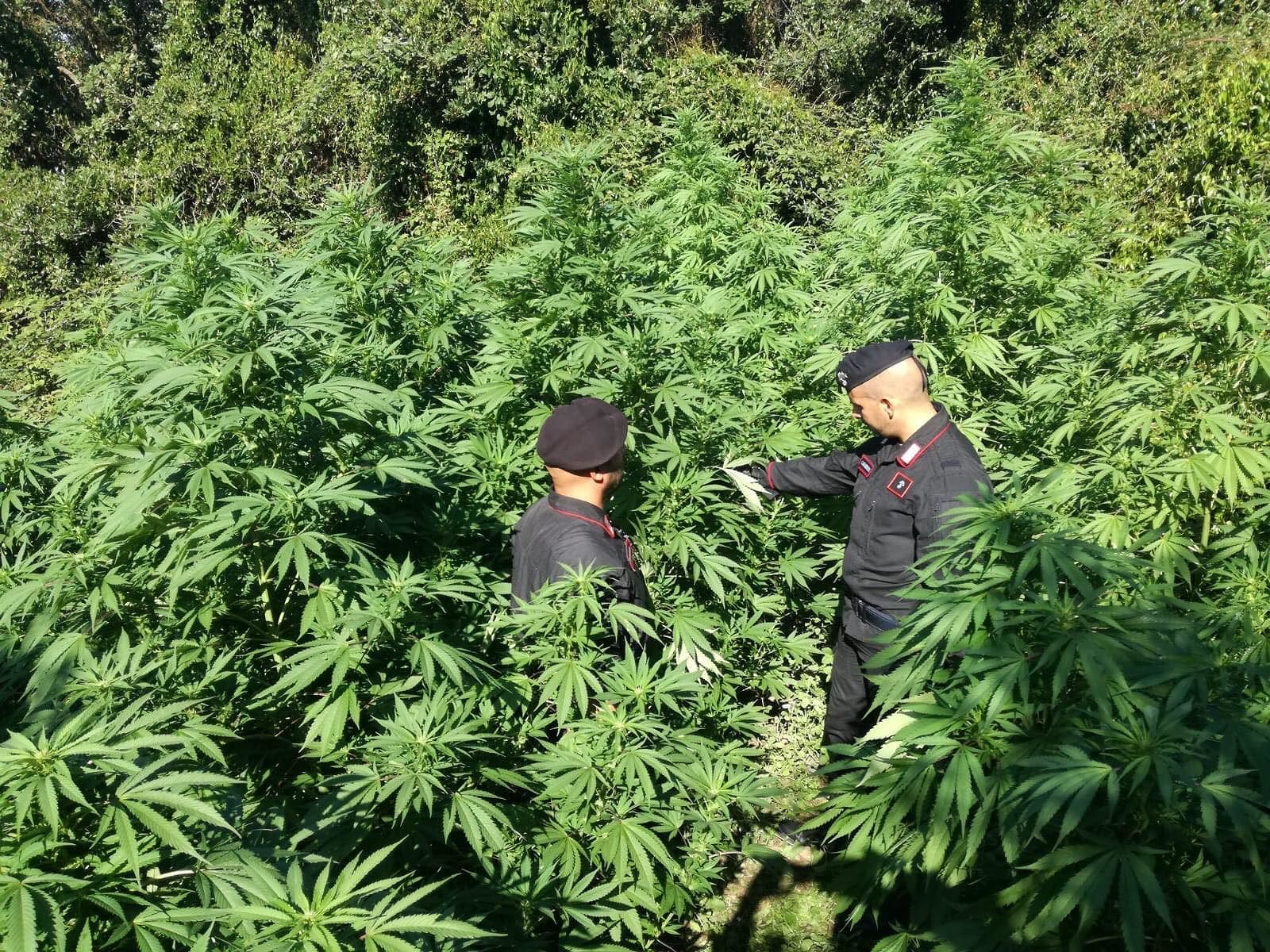Escolca, dalla macchia mediterranea spunta una piantagione di marijuana