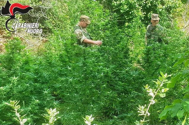 Scoperta una piantagione di marijuana nei boschi di Villagrande: due giovani in manette
