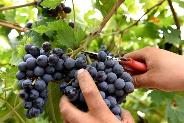 “Vendemmiamo in tour”, il turismo in Sardegna punta anche sulla vendemmia